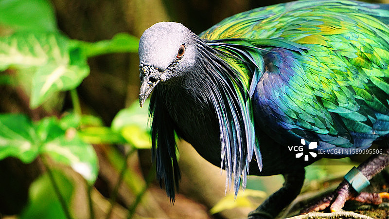 在新加坡户外栖息的鸽子特写图片素材