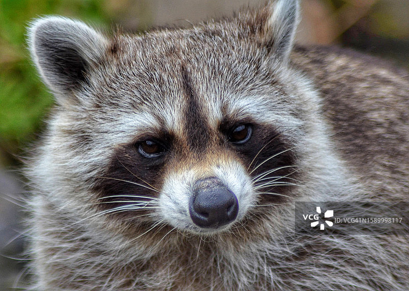 狐狸的特写图片素材