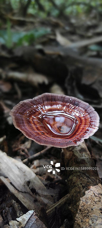 田间蘑菇生长特写图片素材