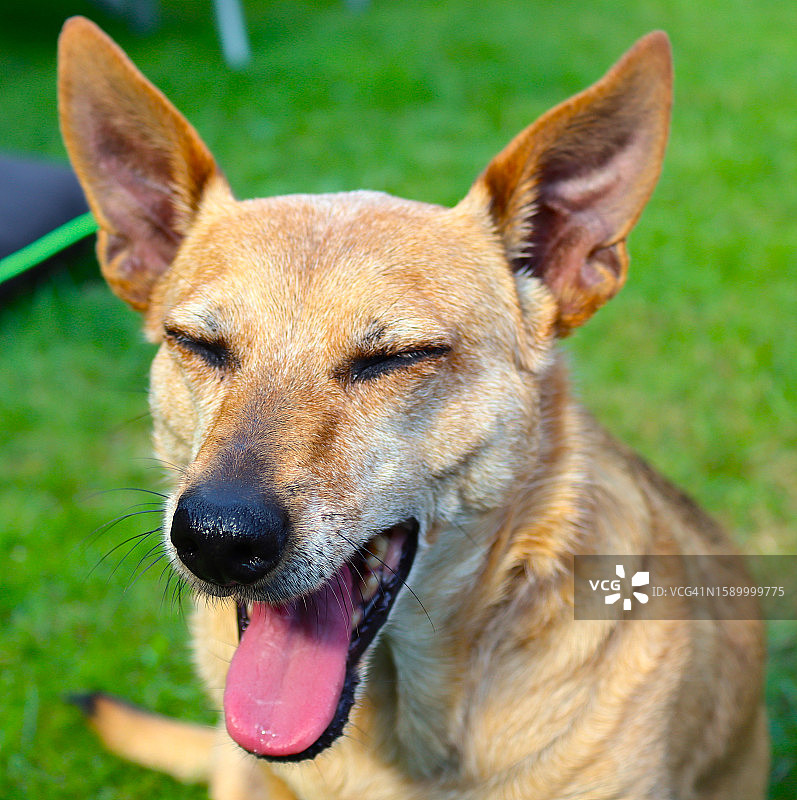 田野上的德国牧羊犬特写图片素材