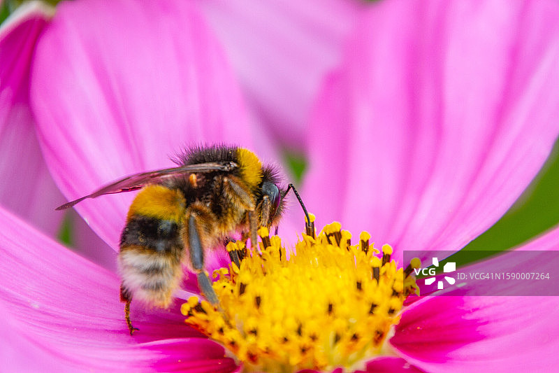 蜜蜂在粉色花朵上授粉的特写图片素材