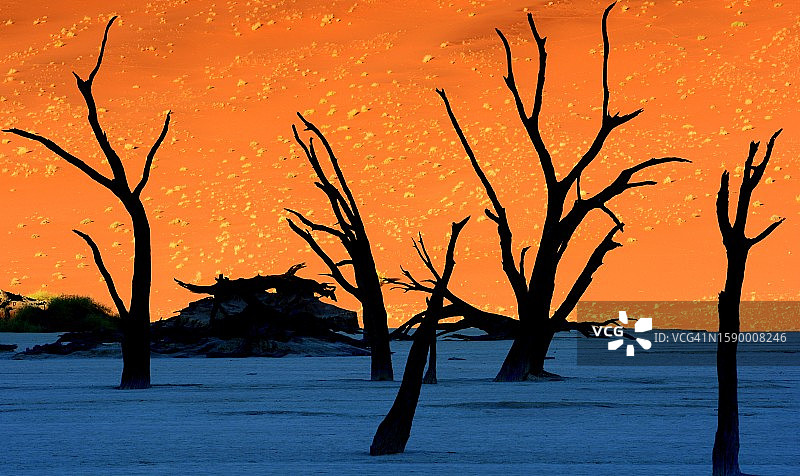 日落时，海边光秃秃的树的轮廓图片素材