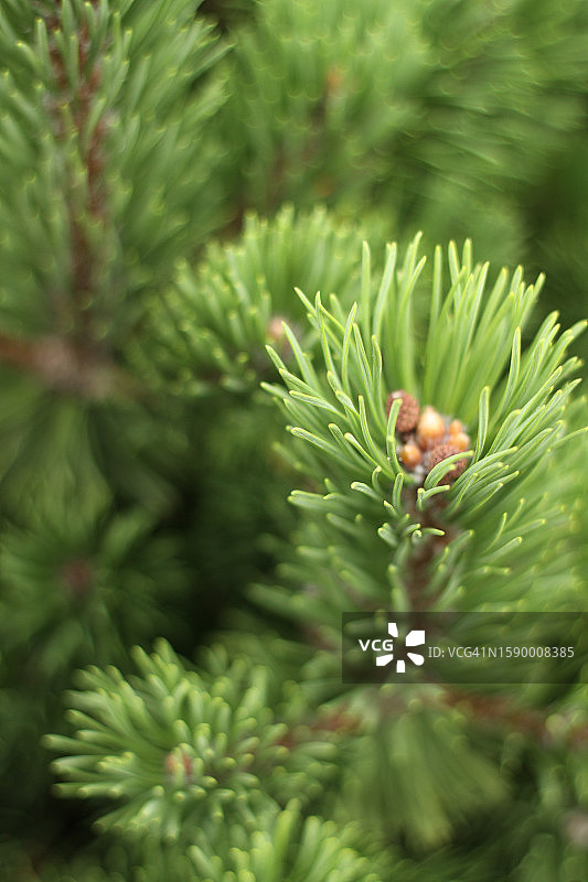 松树的特写图片素材