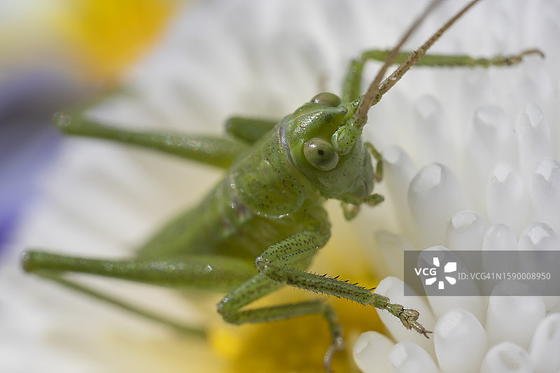 昆虫在花上的特写图片素材