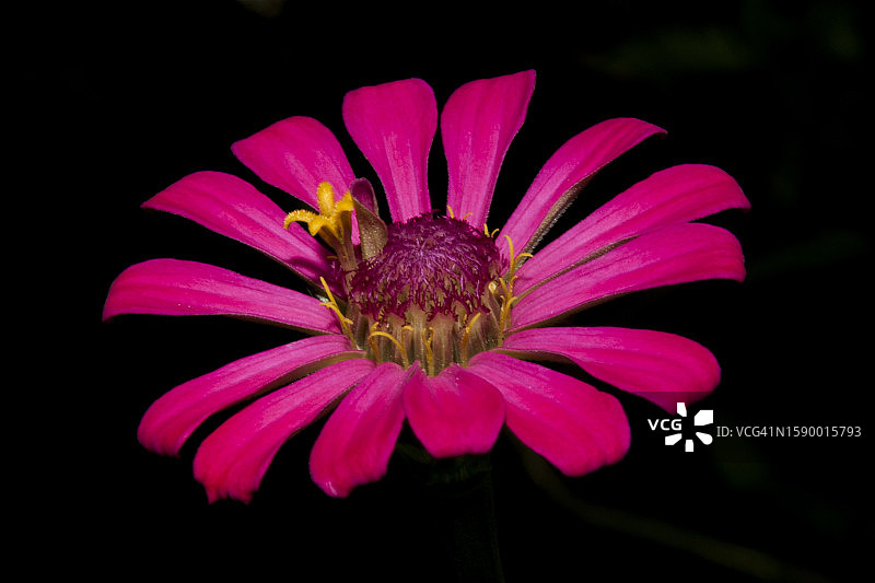 黑色背景下粉色花朵的特写图片素材