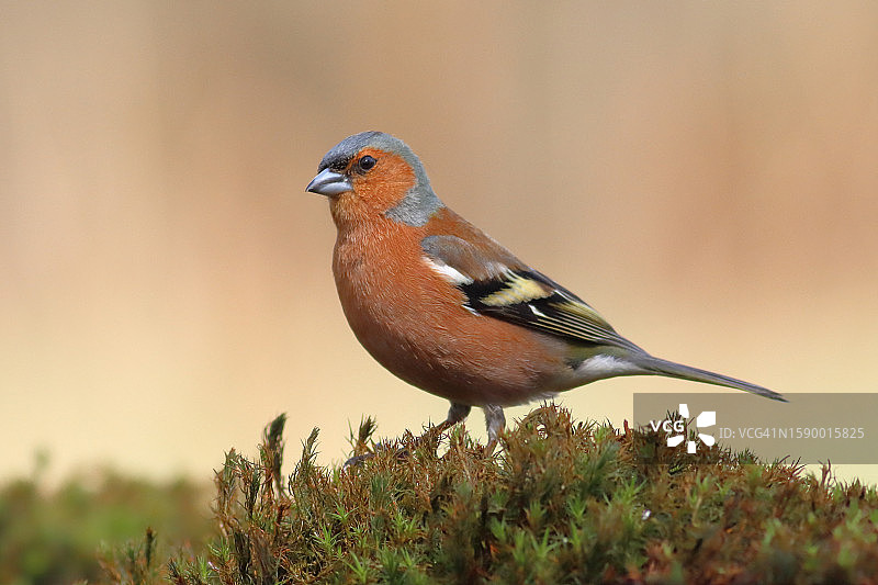 栖息在植物上的歌雀特写，荷兰图片素材