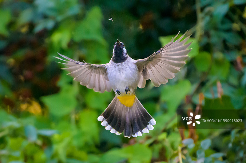 鸣禽在户外飞行的特写图片素材