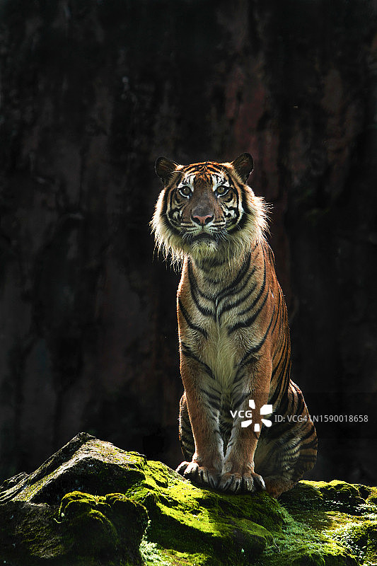 坐在岩石上的苏门答腊虎图片素材