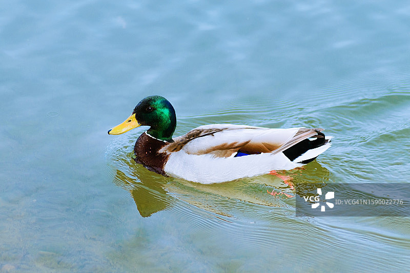 绿头鸭在湖中游泳的特写图片素材
