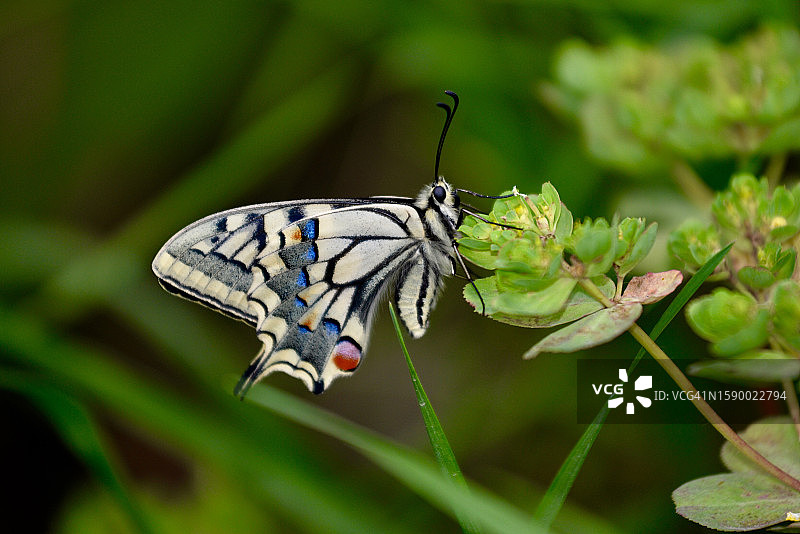 蝴蝶在植物上的特写，奥斯曼加齐，布尔萨，土耳其图片素材