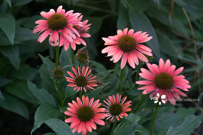 粉色开花植物的特写图片素材