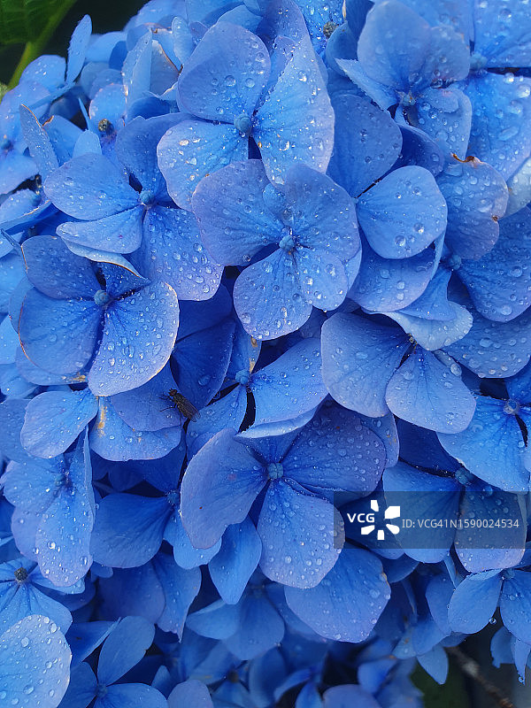蓝色绣球花特写图片素材