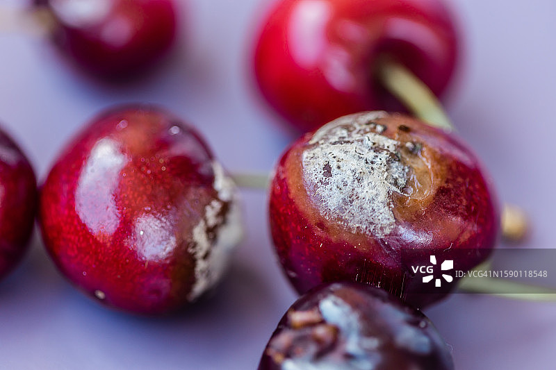 食物上的霉菌，樱桃上的真菌，食物腐败图片素材