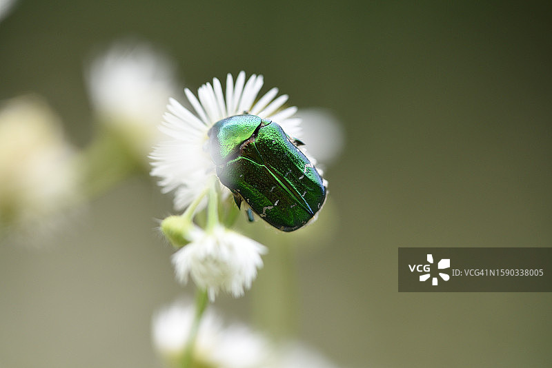 花金龟亚科图片素材