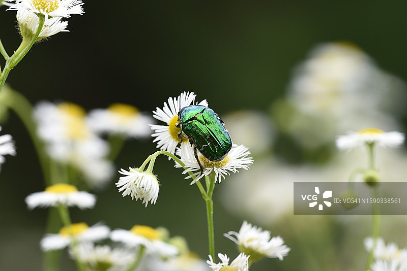 花金龟亚科图片素材