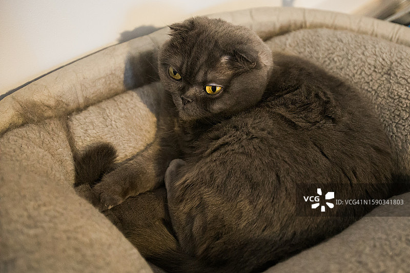 苏格兰折耳灰猫居家休息，宁静的宠物概念图片素材