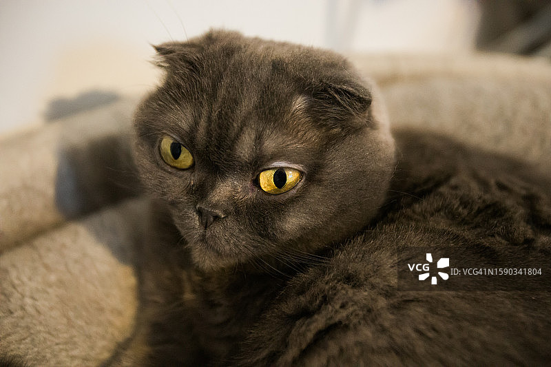 苏格兰折耳灰猫居家休息，宁静的宠物概念图片素材