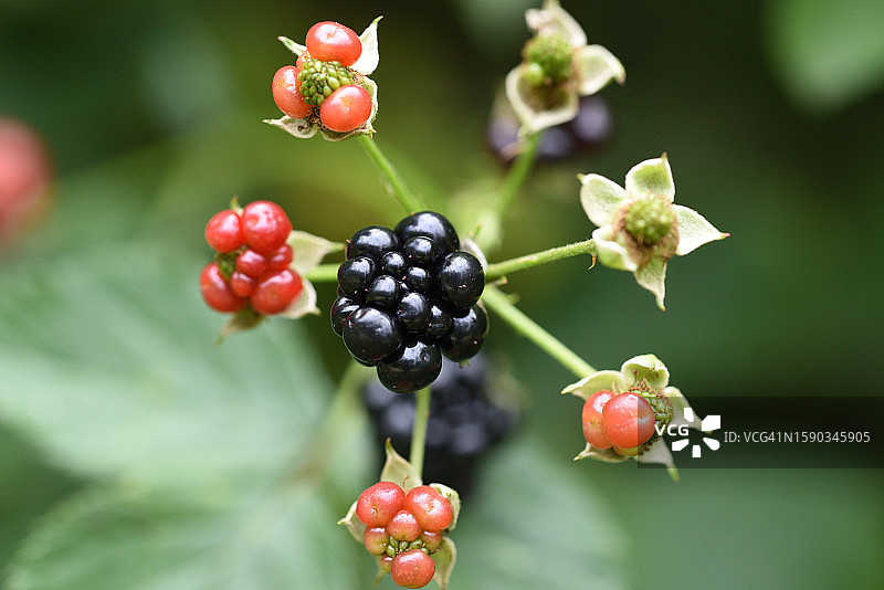 黑莓图片素材