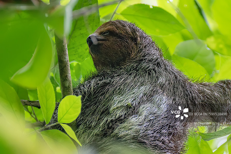 雨林树冠中的三趾树懒图片素材