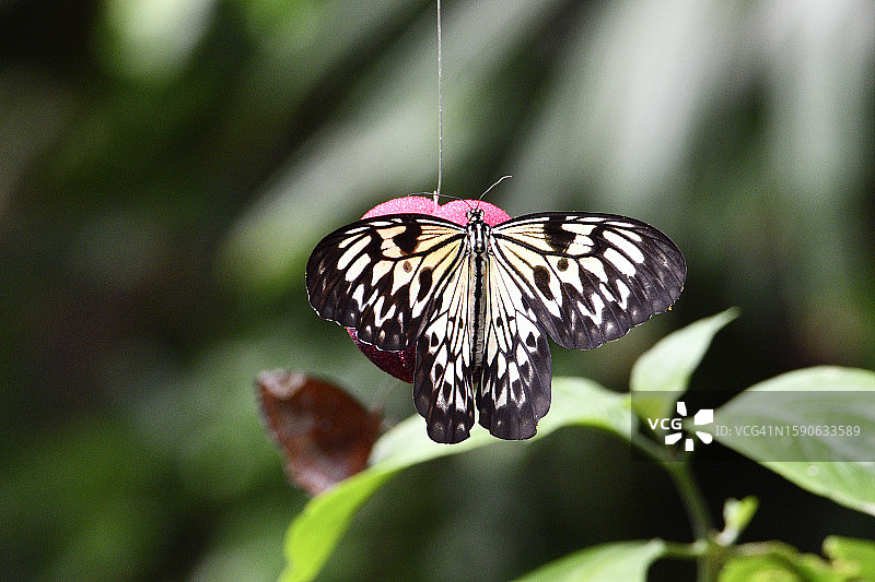 报喜斑粉蝶图片素材