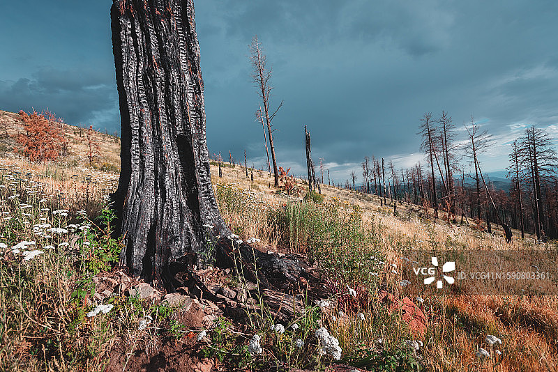 新墨西哥州佩拉多山11图片素材