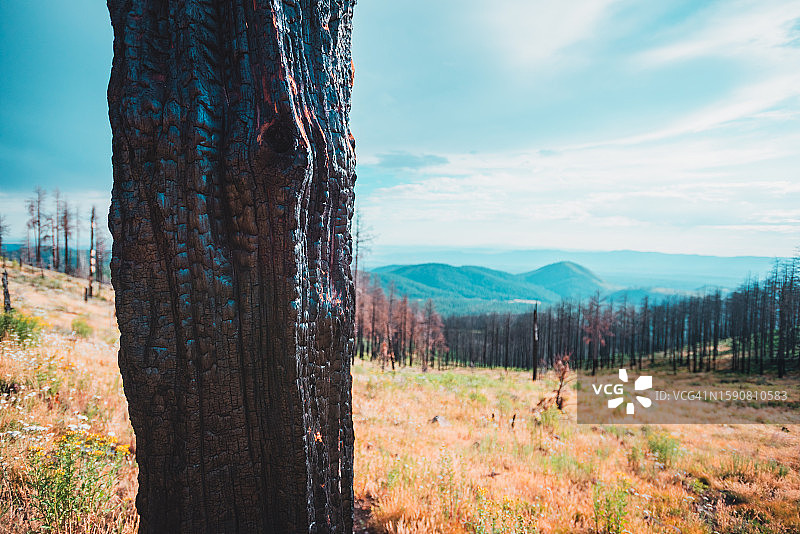 新墨西哥州佩拉多山10号图片素材