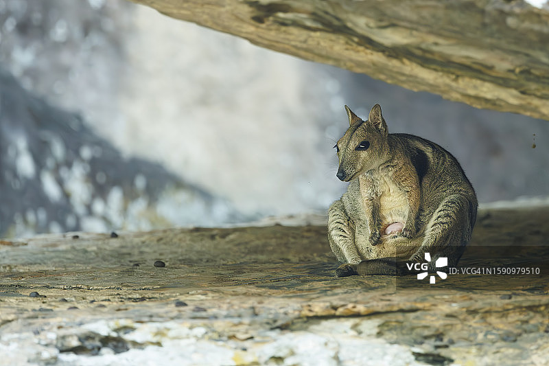 岩石沙袋鼠图片素材