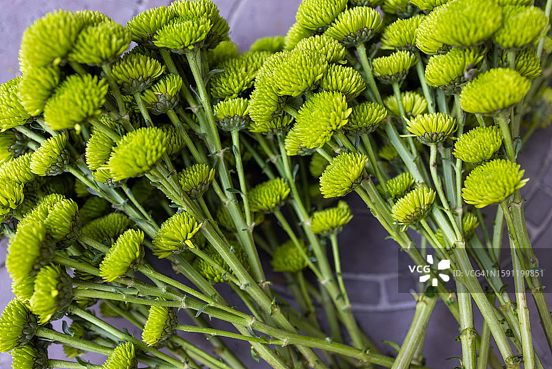 新鲜采摘的青柠色菊花图片素材