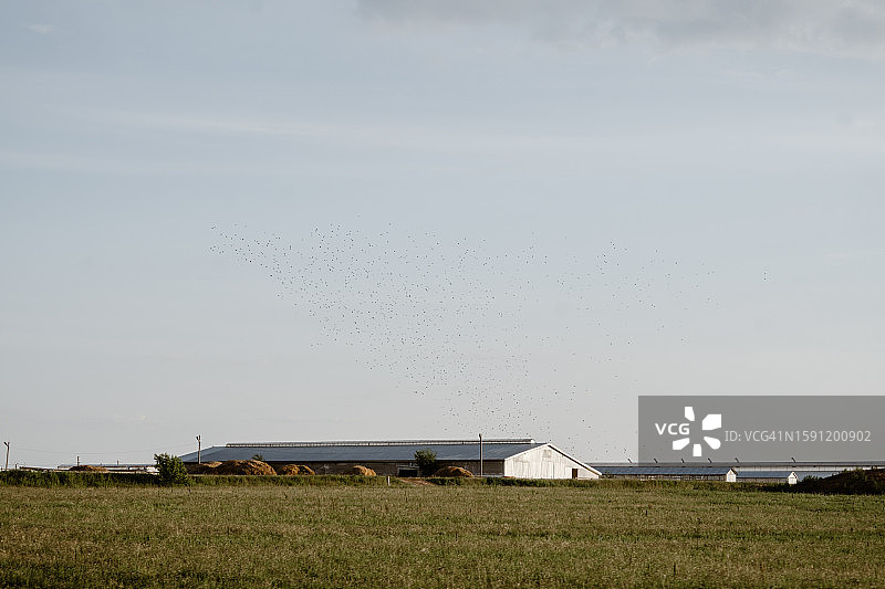 日落时分，云层密布的天空下，一群乌鸦飞过大型谷仓和草堆图片素材
