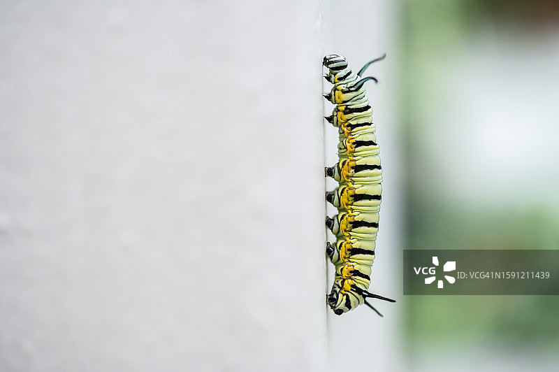 在白墙上爬行的绿色毛毛虫特写图片素材