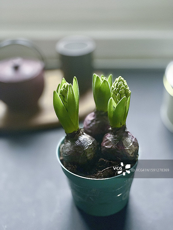 风信子东方鳞茎图片素材