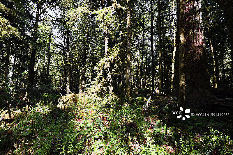 阳光洒满森林地面图片素材