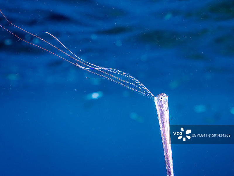 罕见的深海鱼皇带鱼幼鱼图片素材