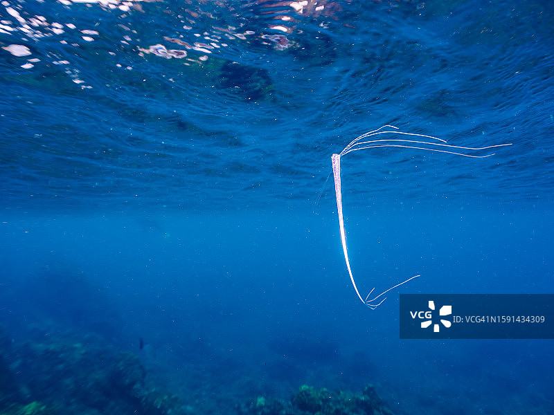 罕见的深海鱼皇带鱼幼鱼图片素材