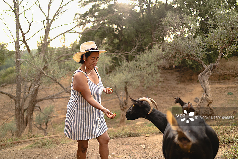 在乡村地区喂山羊的拉丁裔女人图片素材