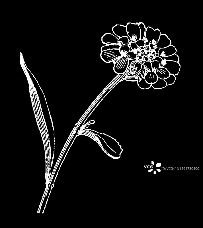 植物学古董雕刻插图：屈曲花图片素材