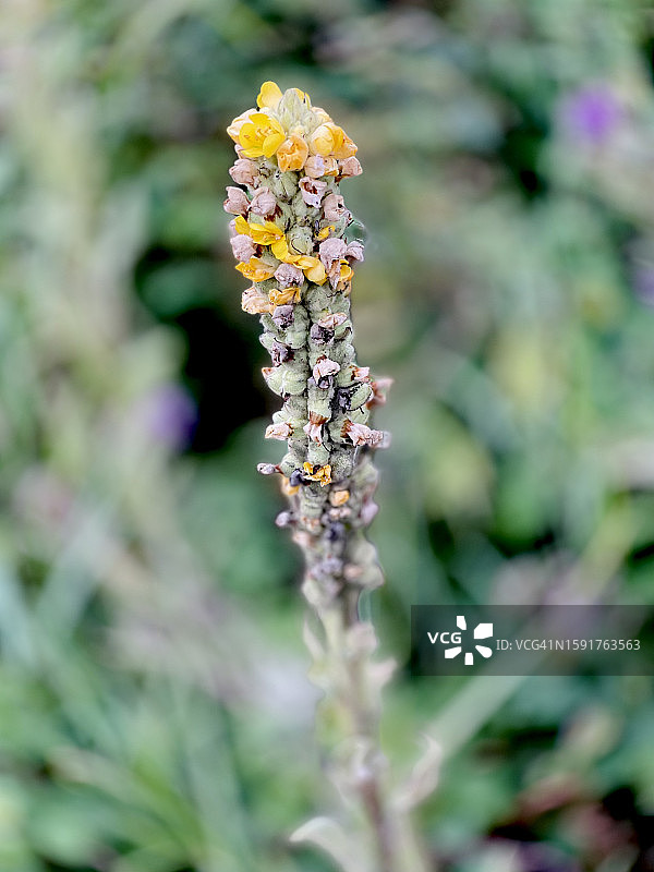 近距离观察正在结籽的普通毛蕊花图片素材