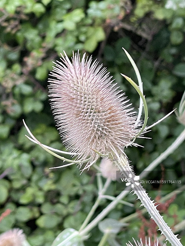 野生续断特写图片素材