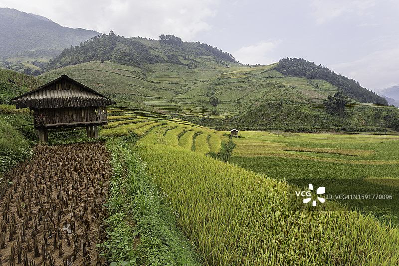越南安沛木江界雨季的绿色梯田图片素材
