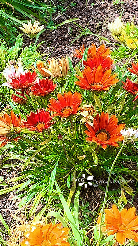 非洲万寿菊图片素材