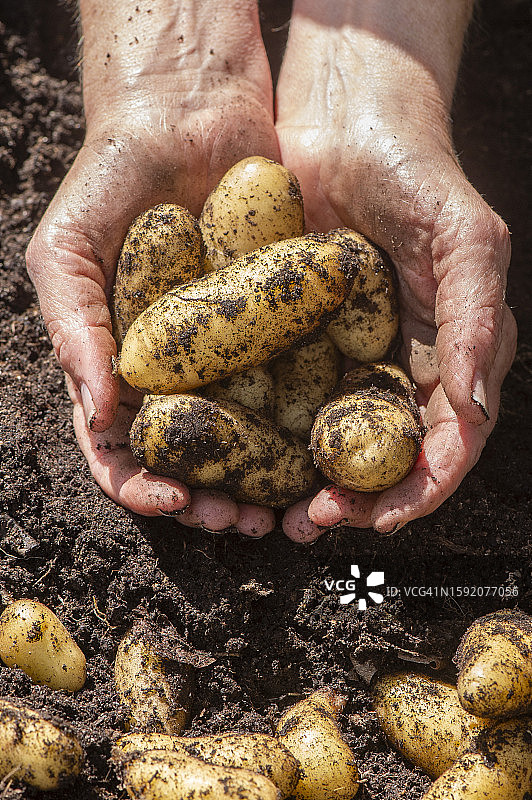 手捧收获的新鲜土豆图片素材