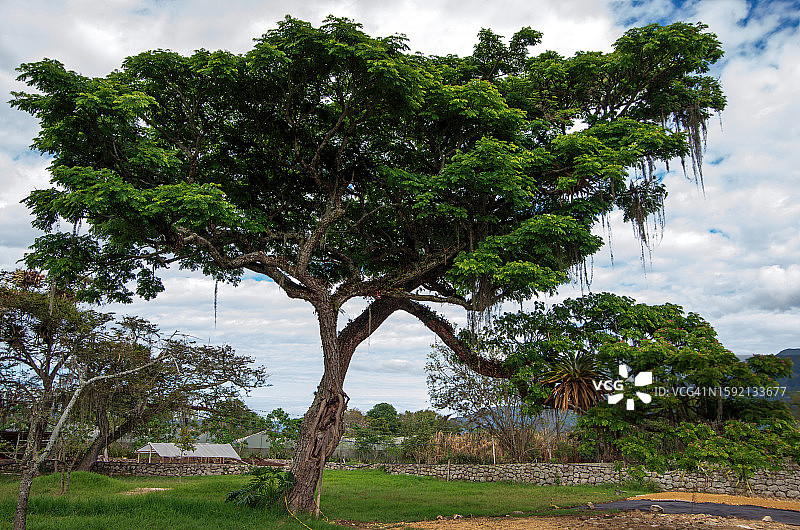 大型红粉扑花树，右下方的树枝上长着凤梨科植物图片素材