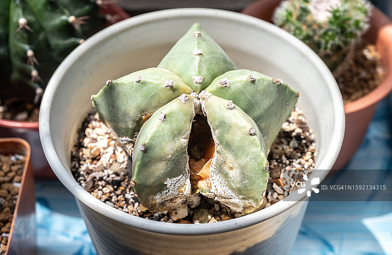 腐烂导致的星兜仙人掌内部爆裂特写图片素材