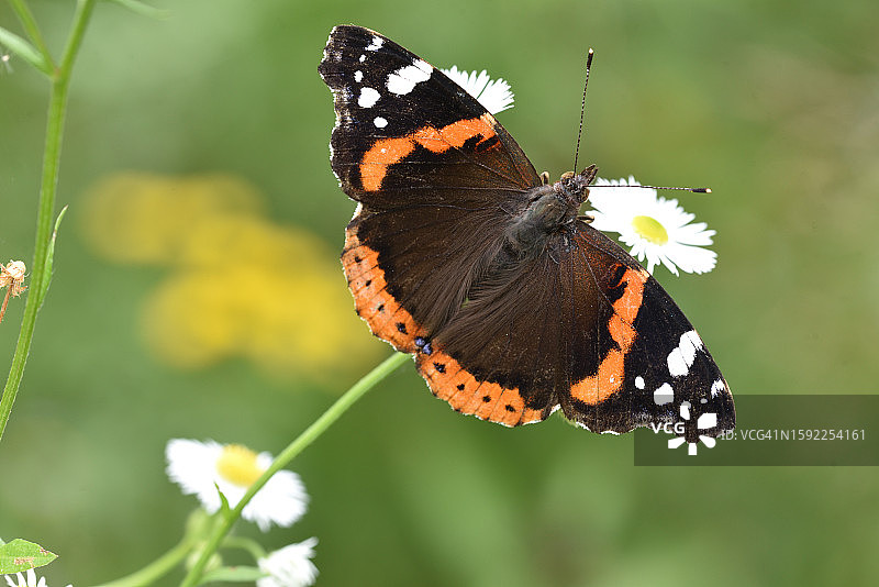 红蛱蝶图片素材