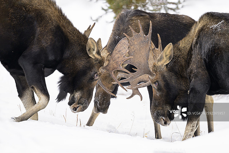 公驼鹿搏斗图片素材