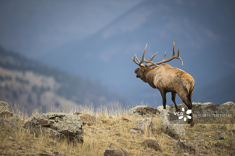 一头巨大的马鹿在山顶上鸣叫图片素材
