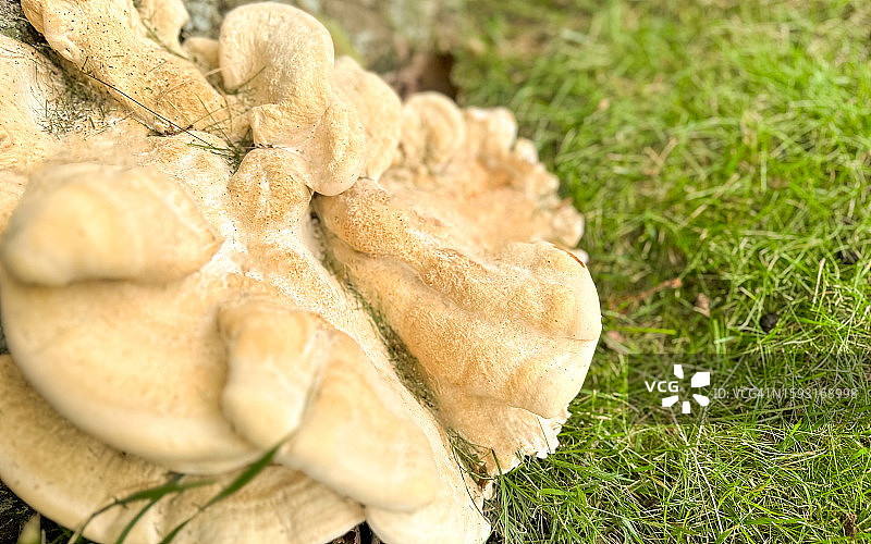 伯克利孔菌图片素材