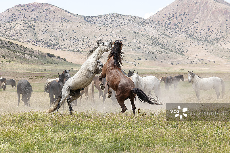 野马争论图片素材