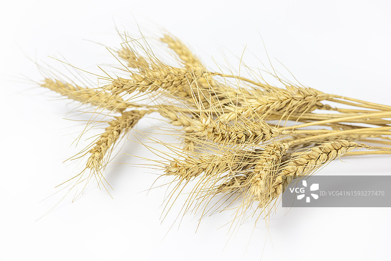 白色背景上的麦穗图片素材
