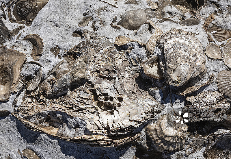 化石图片素材
